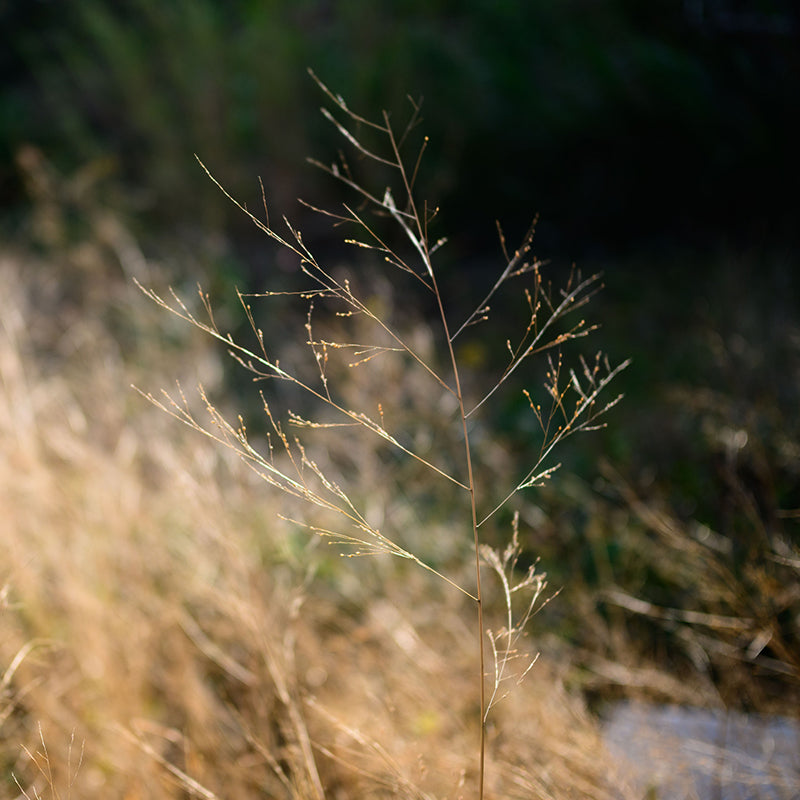 Viltrox AF25mm F1.7 AIR ニコンZ