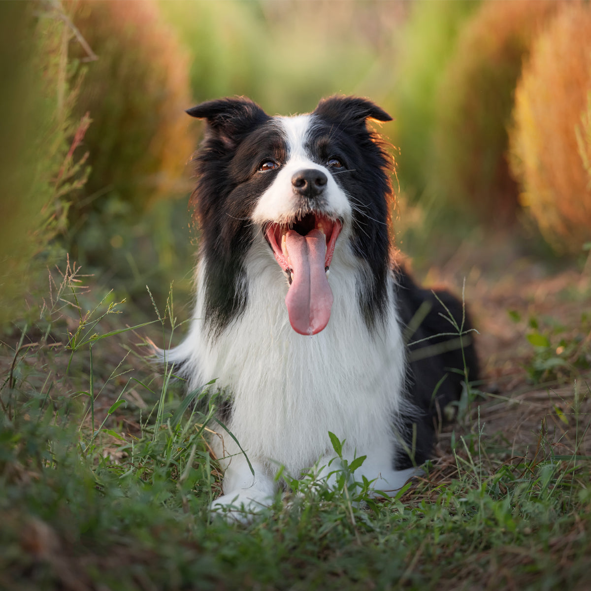 Viltrox AF 85mm F2.0 EVO フルサイズ FE ソニーEマウント