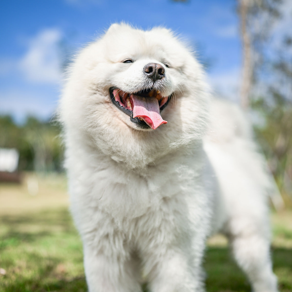 Viltrox AF 35mm F1.2 LAB  フルサイズ