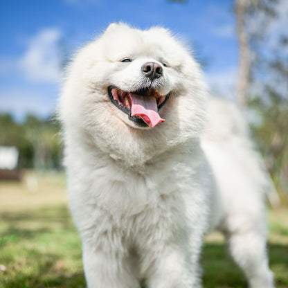 Viltrox AF 35mm F1.2 LAB  フルサイズ