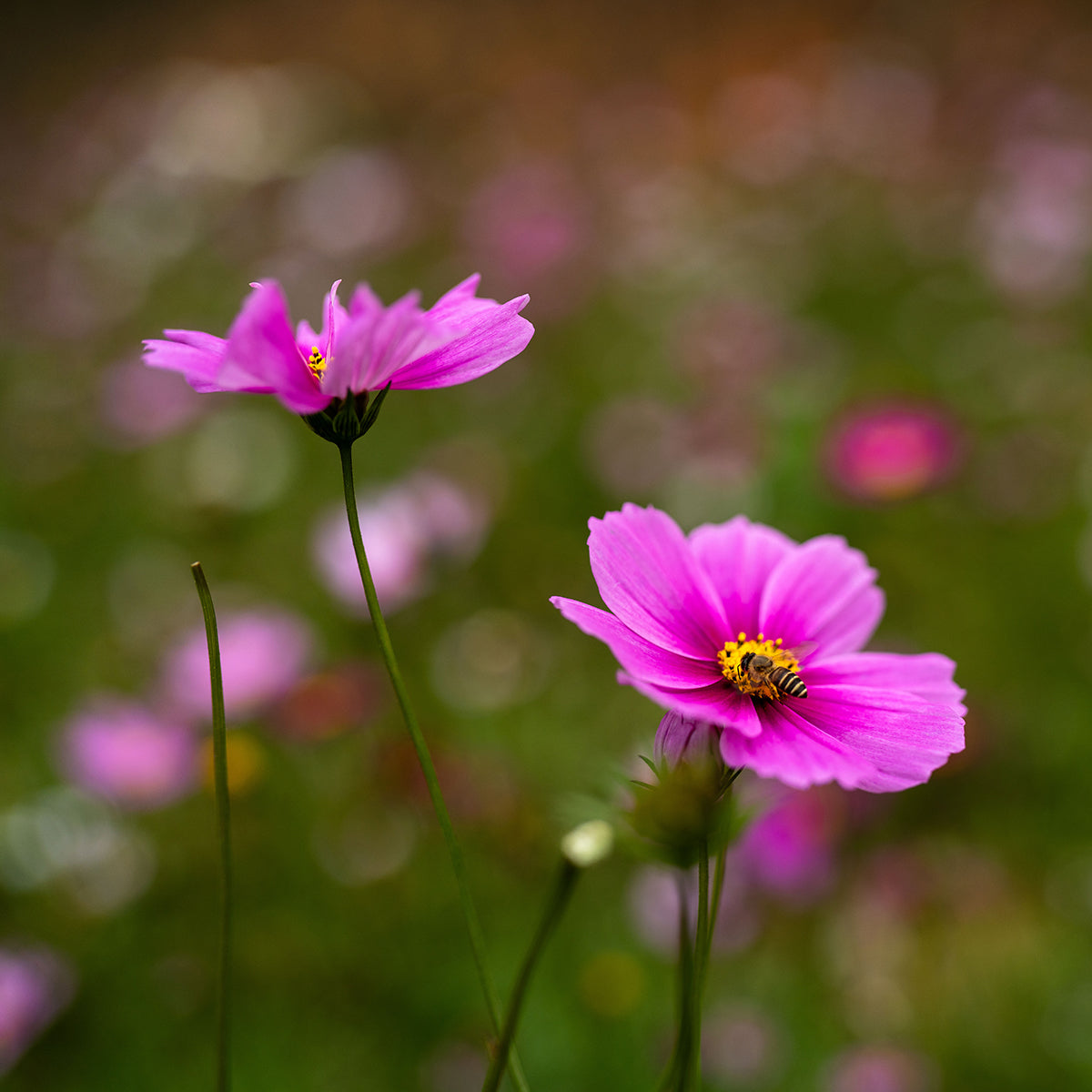 VILTROX AF 35mm F1.2 FE LAB(NO LCD) レンズ ソニー EマウントHyperVCMモーター 大口径f/1.2 フルサイズ Sony αカメラに対応 交換レンズ シンプル設計 ディスプレイ非搭載